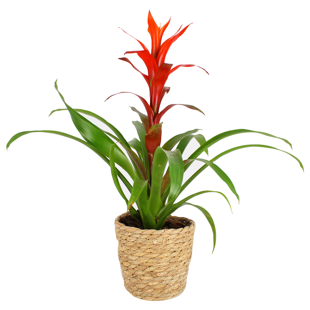 GUZMANIA GUZMANIA