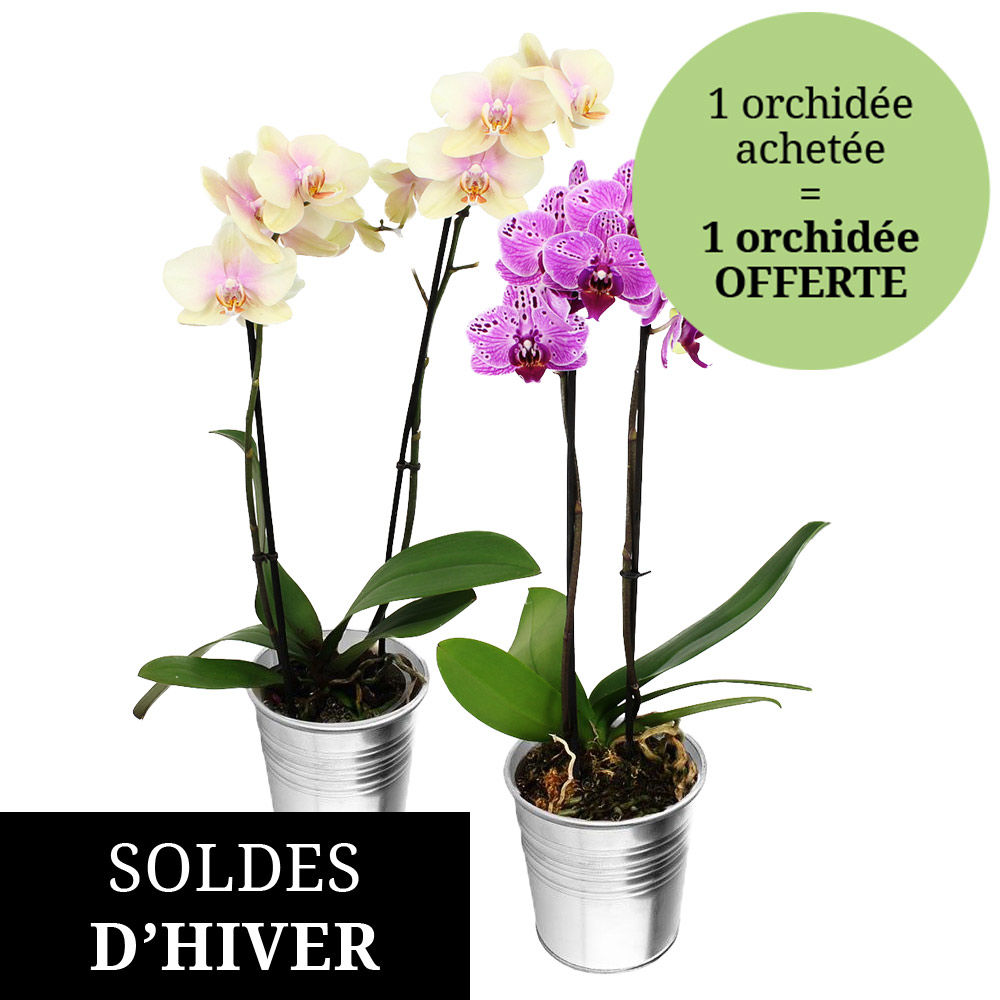 2 ORCHIDEES 2 BRANCHES 2 ORCHIDEES 2 BRANCHES
