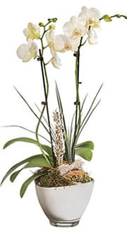 ORCHIDEE BLANCHE 2 BRANCHES ORCHIDEE BLANCHE 2 BRANCHES