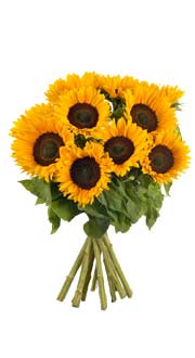 BOUQUET DE 10 TOURNESOLS BOUQUET DE 10 TOURNESOLS