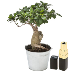 BONSAI + BATTERIE PORTATIVE BONSAI + BATTERIE PORTATIVE