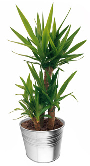 YUCCA YUCCA