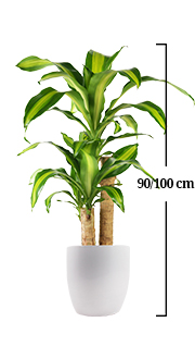 DRACENA MASSANGEANA DRACENA MASSANGEANA