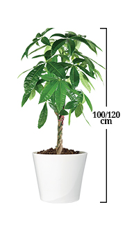 PACHIRA AQUATICA PACHIRA AQUATICA