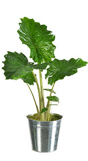 ALOCASIA PORTODORA ALOCASIA PORTODORA