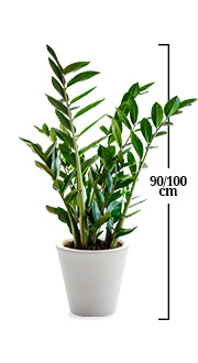 ZAMIOCULCAS ZAMIOCULCAS