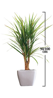 DRACENA MARGINATA DRACENA MARGINATA