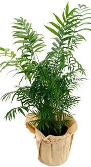 PALMIER ARECA PALMIER ARECA