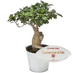 BONSAI GINSENG + CALISSONS 230GR