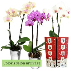 ORCHIDEE + CALENDRIER DE L'AVENT ORCHIDEE + CALENDRIER DE L'AVENT