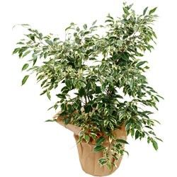 FICUS PANACHE FICUS PANACHE