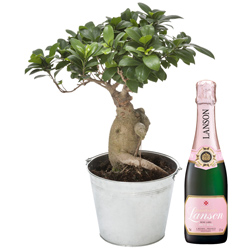 BONSAI GINSENG + 1/2 LANSON ROSE BONSAI GINSENG + 1/2 LANSON ROSE