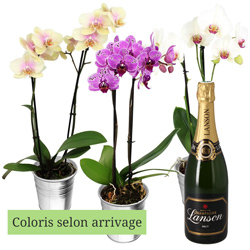 1 ORCHIDEE 2 BRANCHES + LANSON BRUT 75CL 1 ORCHIDEE 2 BRANCHES + LANSON BRUT 75CL