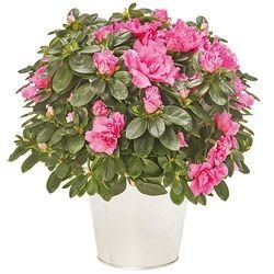 AZALEE FUCHSIA AZALEE FUCHSIA