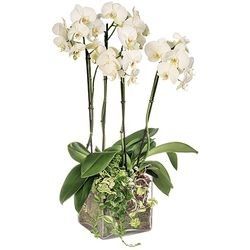 ORCHIDEE BLANCHE 4 BRANCHES ORCHIDEE BLANCHE 4 BRANCHES