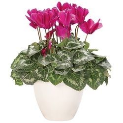 CYCLAMEN FUCHSIA CYCLAMEN FUCHSIA