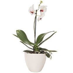 ORCHIDEE BLANCHE 1 BRANCHE ORCHIDEE BLANCHE 1 BRANCHE