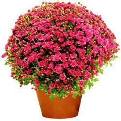CHRYSANTHEME MAUVE CHRYSANTHEME MAUVE