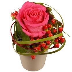 PERLE ROSE PERLE ROSE