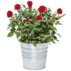 ROSIER ROUGE ROSIER ROUGE