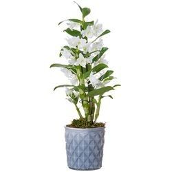 DENDROBIUM BLANC DENDROBIUM BLANC