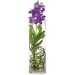 VANDA VANDA