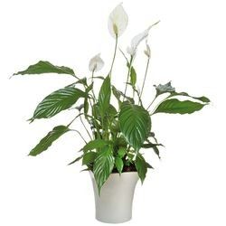 SPATHIPHYLLUM SPATHIPHYLLUM