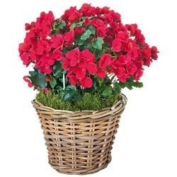BEGONIA ROUGE BEGONIA ROUGE