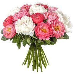 15 JOLIES PIVOINES 15 JOLIES PIVOINES