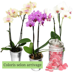 1 ORCHIDEE + BONBONS 1 ORCHIDEE + BONBONS