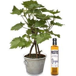 VIGNE + PASTIS OR VIGNE + PASTIS OR