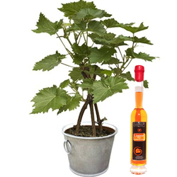 PIED DE VIGNE + LIQUEUR 20CL PIED DE VIGNE + LIQUEUR 20CL