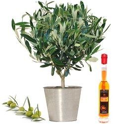 OLIVIER + LIQUEUR 20CL OLIVIER + LIQUEUR 20CL