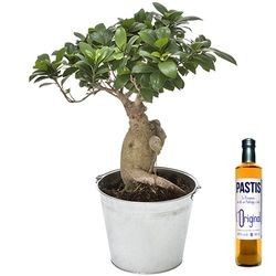 BONSAI GINSENG + PASTIS OR BONSAI GINSENG + PASTIS OR