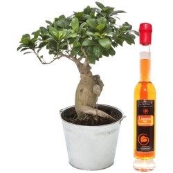 BONSAI + LIQUEUR 20CL BONSAI + LIQUEUR 20CL
