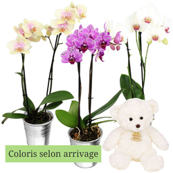 1 ORCHIDEE + OURSON 15CM 1 ORCHIDEE + OURSON 15CM