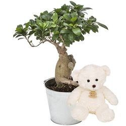 BONSAI + OURSON 15CM BONSAI + OURSON 15CM