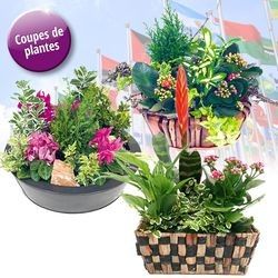 COUPE DE PLANTES COUPE DE PLANTES