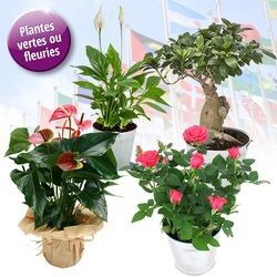 PLANTE VERTE OU FLEURIE PLANTE VERTE OU FLEURIE