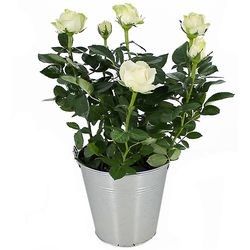 ROSIER BLANC ROSIER BLANC