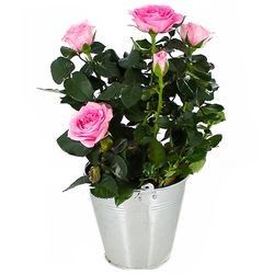 ROSIER ROSE CLAIR ROSIER ROSE CLAIR