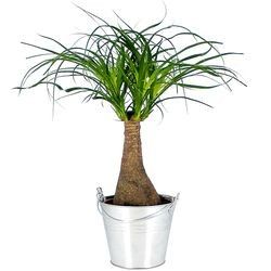 BONSAI NOLINA BONSAI NOLINA