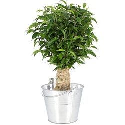 BONSAI FICUS BONSAI FICUS