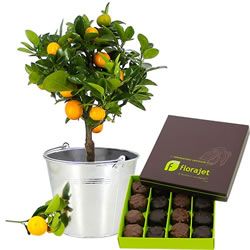 ORANGER + ROCHERS 160GR