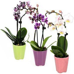 3 MINI ORCHIDEES 3 MINI ORCHIDEES
