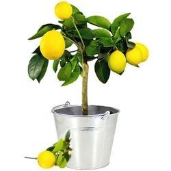 CITRONNIER CITRONNIER