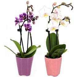 2 MINI ORCHIDEES 2 MINI ORCHIDEES