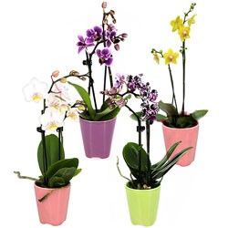 4 MINI ORCHIDEES 4 MINI ORCHIDEES