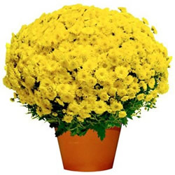 CHRYSANTHEME JAUNE CHRYSANTHEME JAUNE