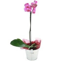 ORCHIDEE FUCHSIA 1 BRANCHE ORCHIDEE FUCHSIA 1 BRANCHE